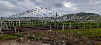 South Africa - Single arch film greenhouse